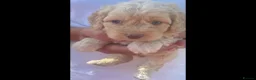 Cockapoo dogs for sale: 5 gorgeous cockapoo puppies  - Advert 1