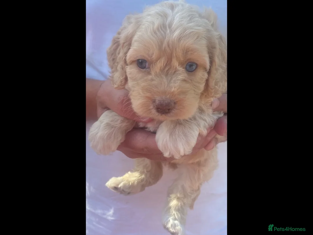 Cockapoo dogs for sale: 5 gorgeous cockapoo puppies  - Advert 1