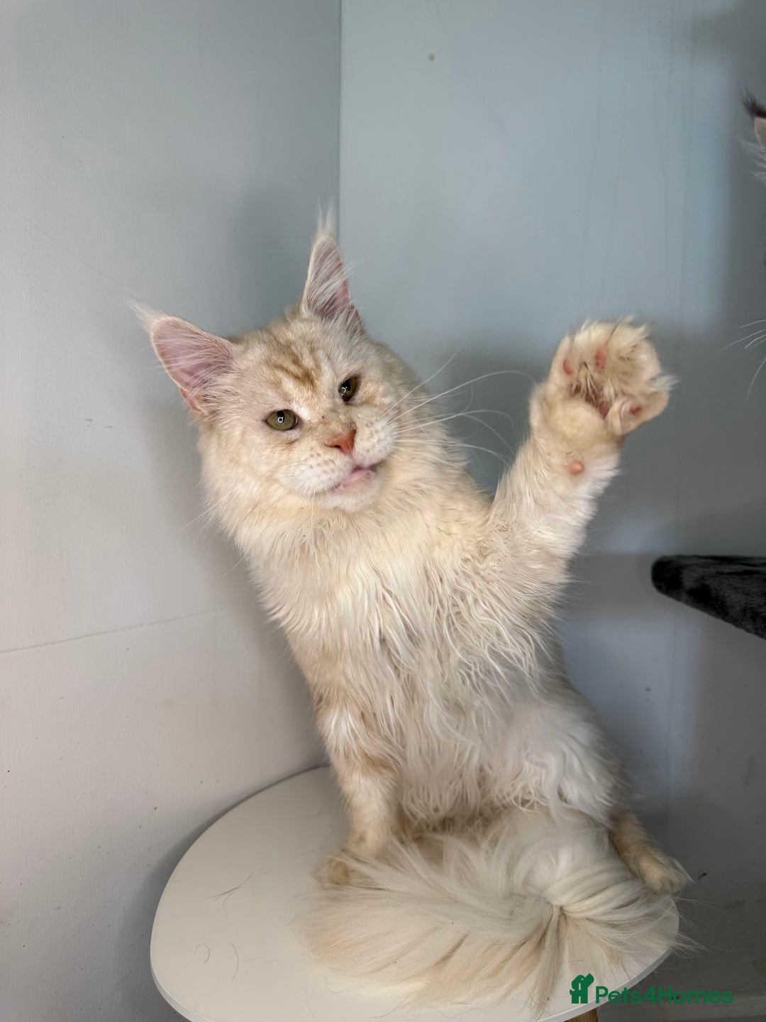 Maine Coon cats for stud: Three HANDSOME Maine Coon Studs! - Advert 11