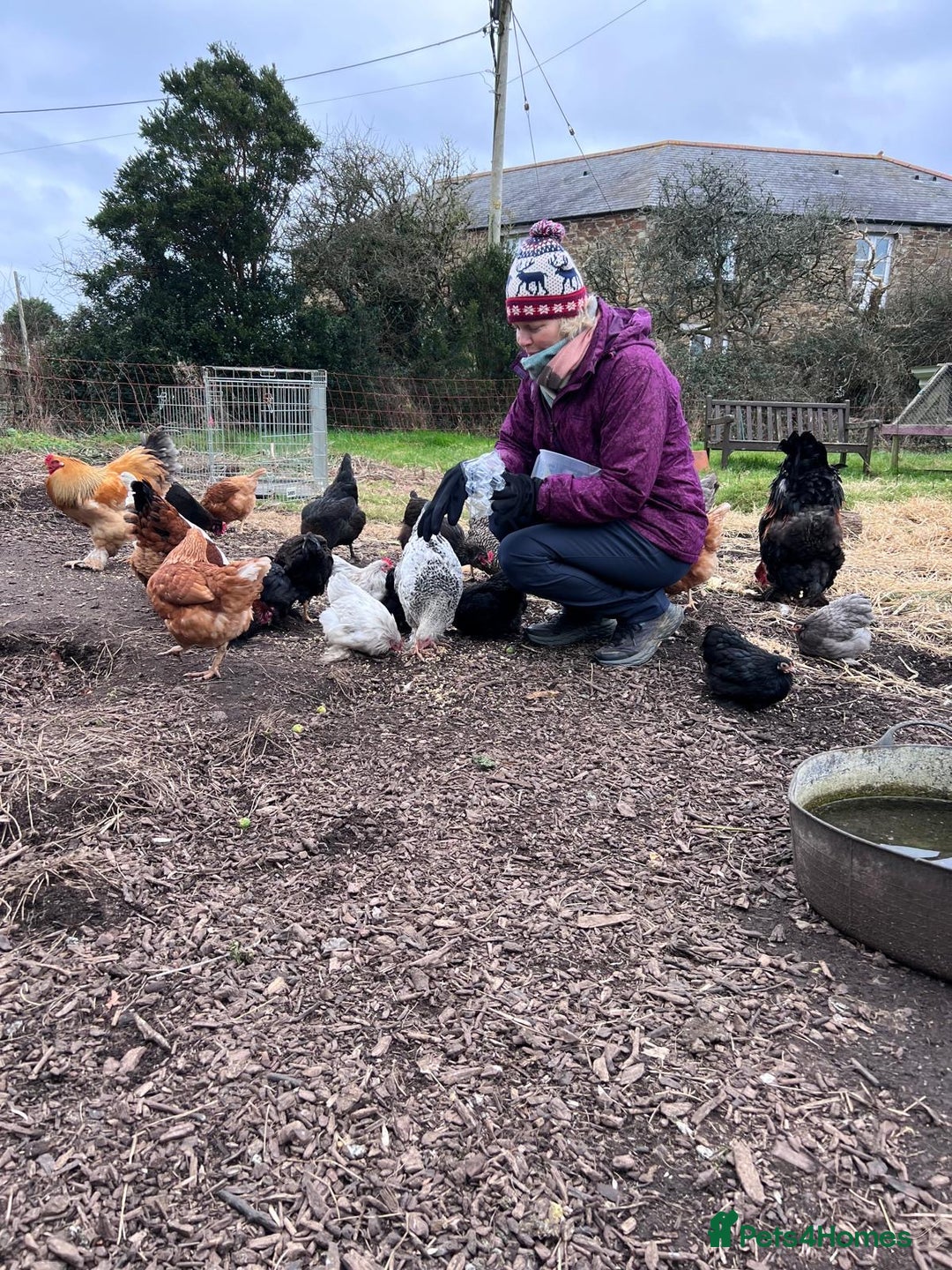 Chickens poultry for sale: Pekin bantams pol - Advert 1