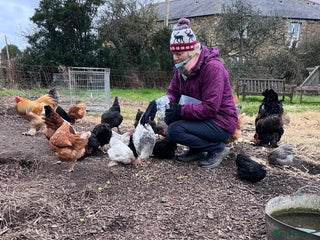 Chickens poultry Pekin bantams pol - Advert 1