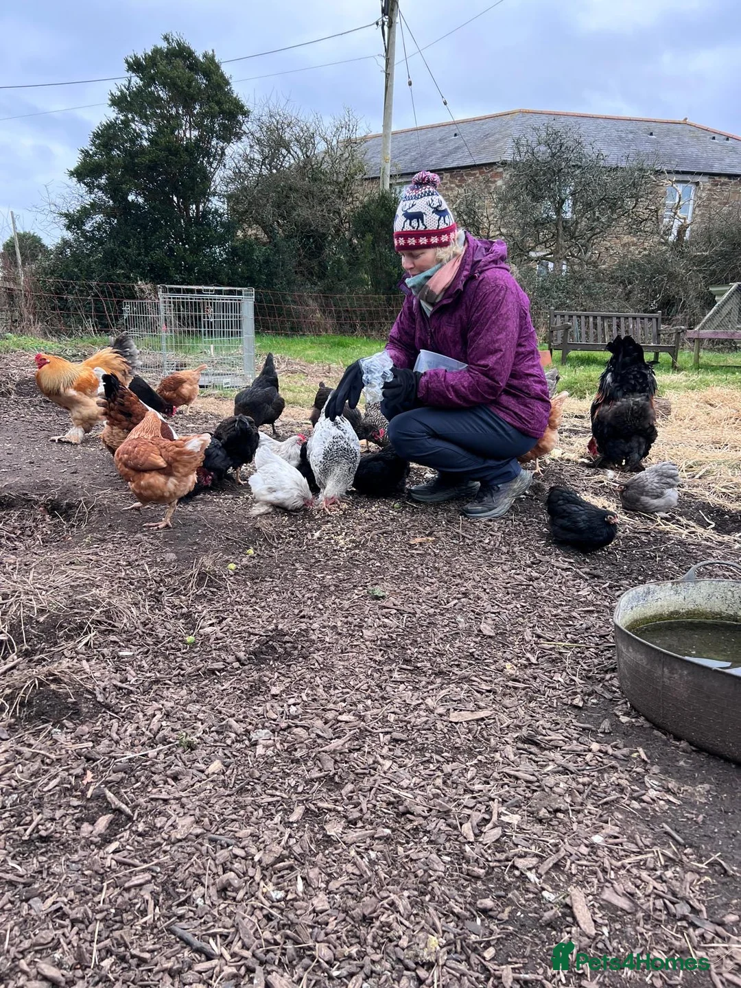 Chickens poultry for sale: Pekin bantams pol - Advert 3