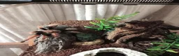 Spiders invertebrates for sale: Caribena Versicolour (Pink toe) - Advert 4
