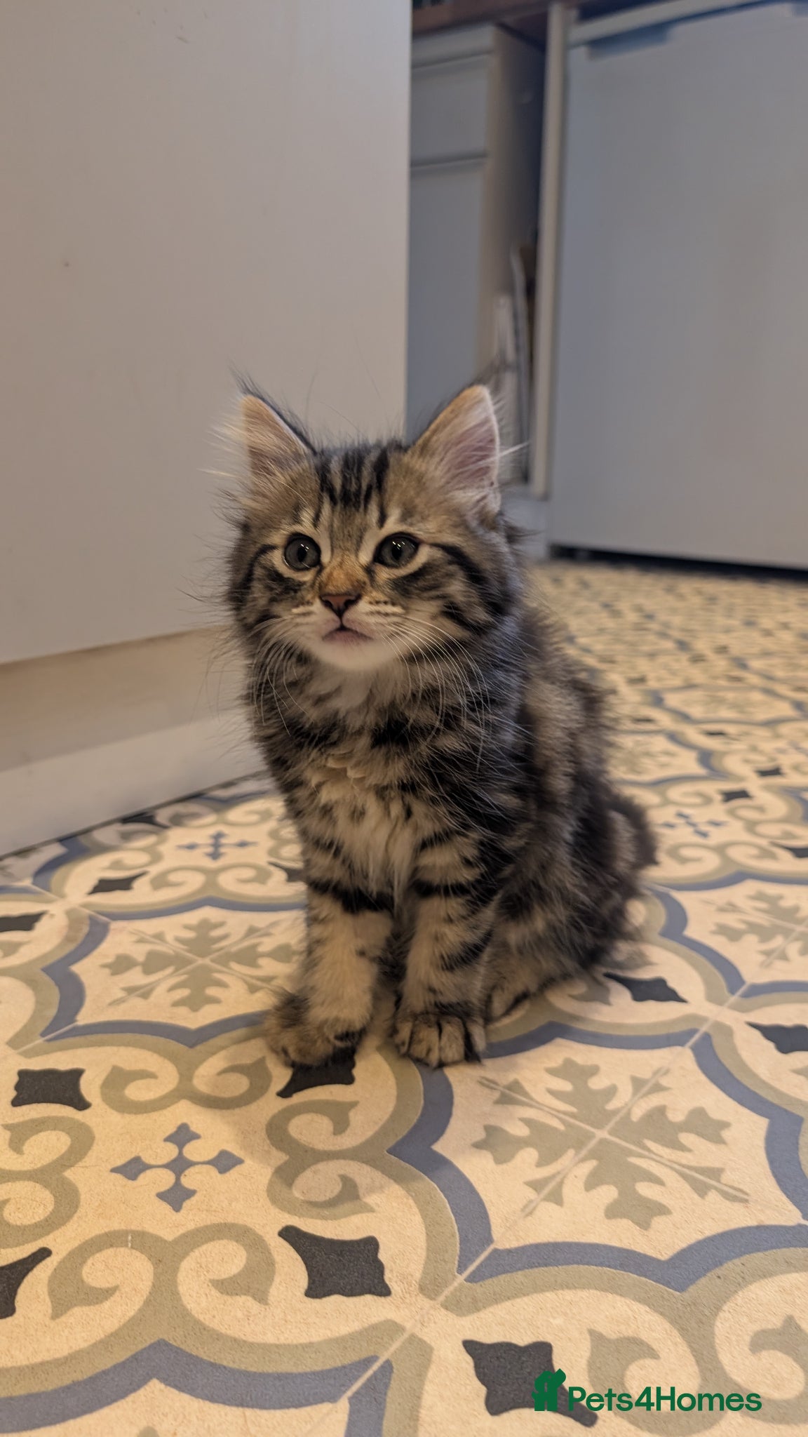 Mixed Breed cats Beautiful boy - Advert 1