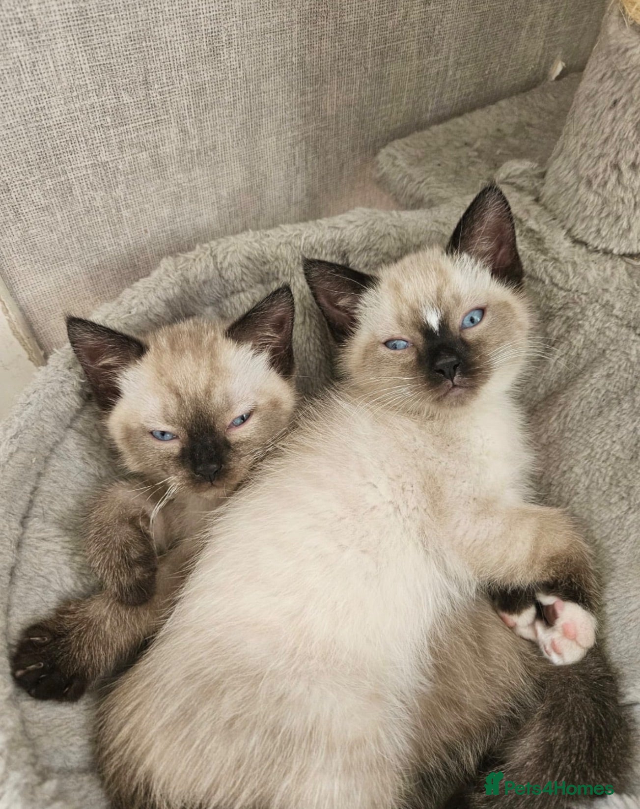 Mixed Breed cats  Beautiful Male Colourpoint Kittens - Advert 18
