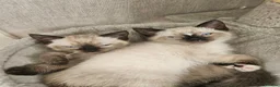Mixed Breed cats for sale:  Beautiful Male Colourpoint Kittens - Advert 2