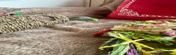 Parrots birds for sale: Parrotlet named Charlie in Reading - Advert 2