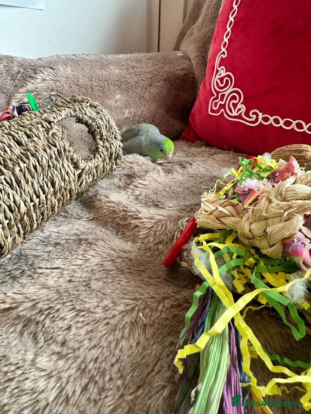 Parrots birds for sale: Parrotlet named Charlie in Reading - Advert 2