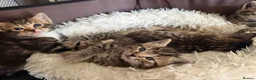 Domestic Shorthair cats for sale: Beautiful kittens for sale - Advert 10