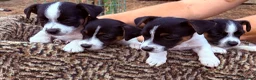 Jack Russell dogs for sale:  jack russell puppies  in Orpington - Advert 1