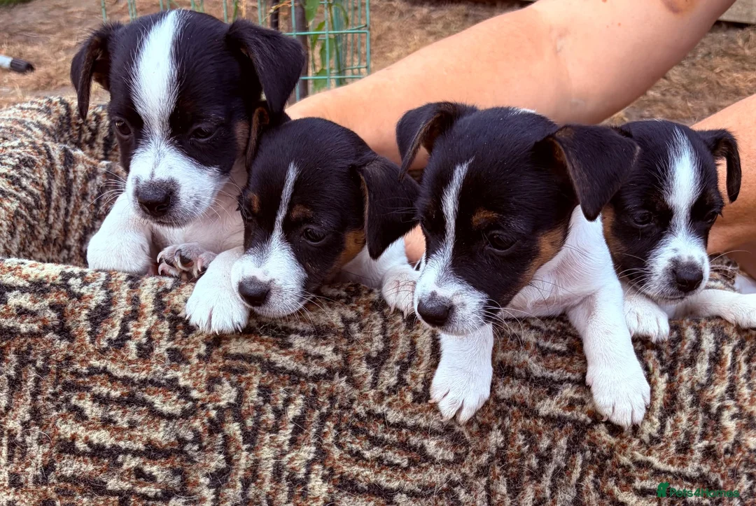 Jack Russell dogs for sale:  jack russell puppies  in Orpington - Advert 1