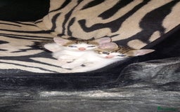 Mixed Breed cats for sale: Kittens for sale  - Image 3