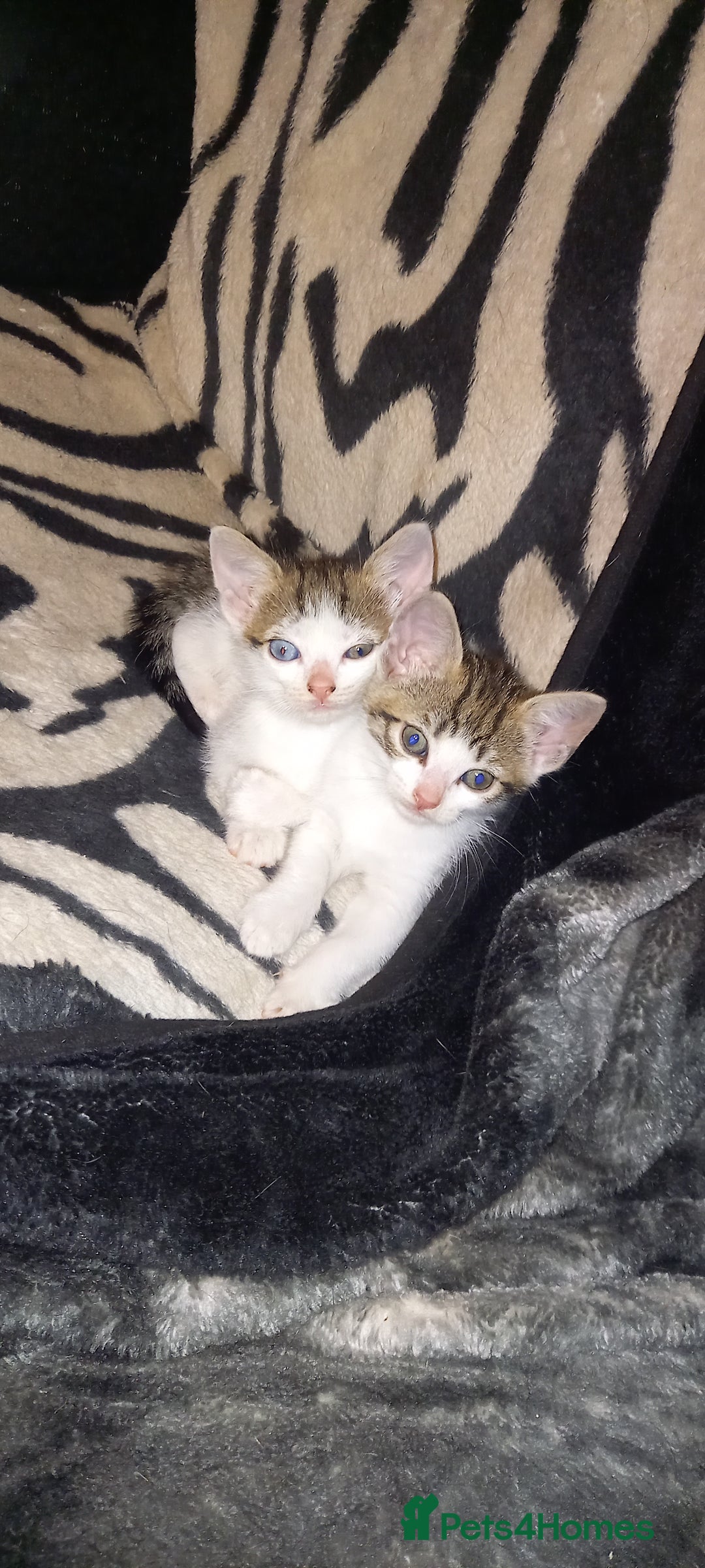 Mixed Breed cats for sale: Kittens for sale  - Image 3