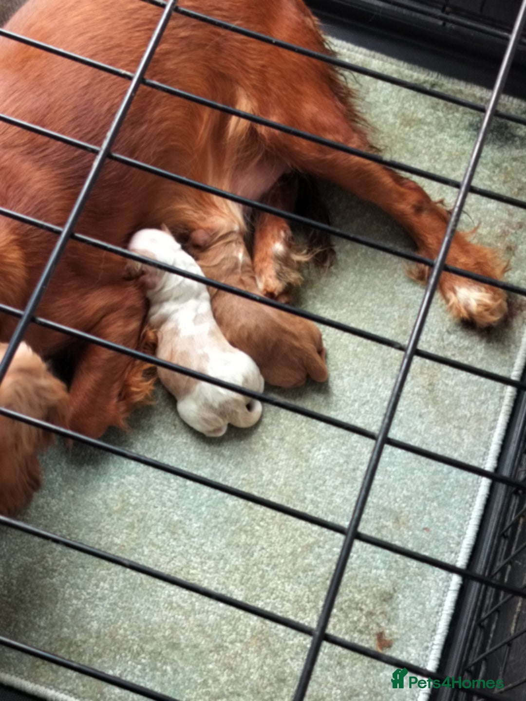 Cocker Spaniel dogs for sale: Cocka pups ready for new home - Image 3