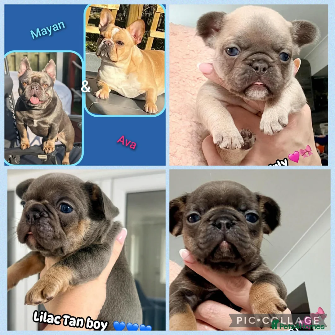 French Bulldog dogs for sale:  Beautiful French Bull dog Puppies  - Advert 2