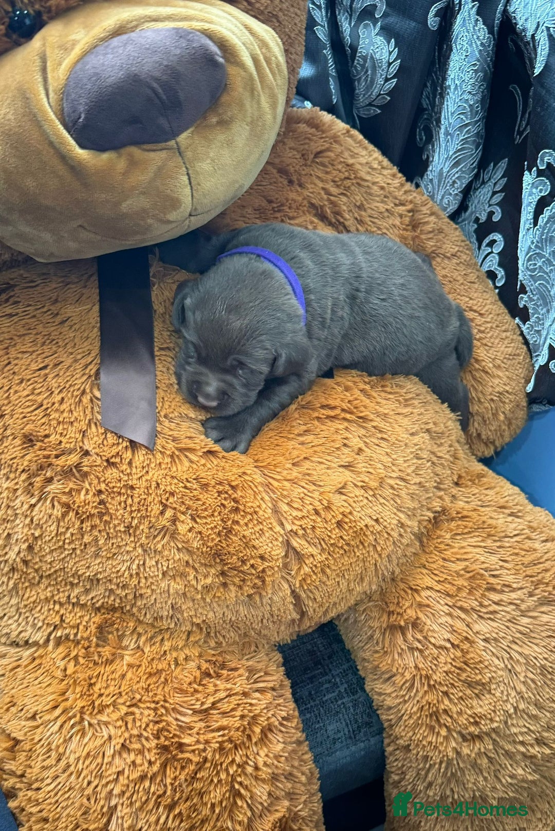 Labrador Retriever dogs for sale: beautyfull pedigree labrador - Image 6