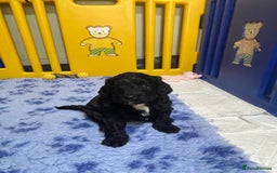 Sproodle dogs for sale: F1 Miniature Sproodles from Health Tested Parents. - Image 8