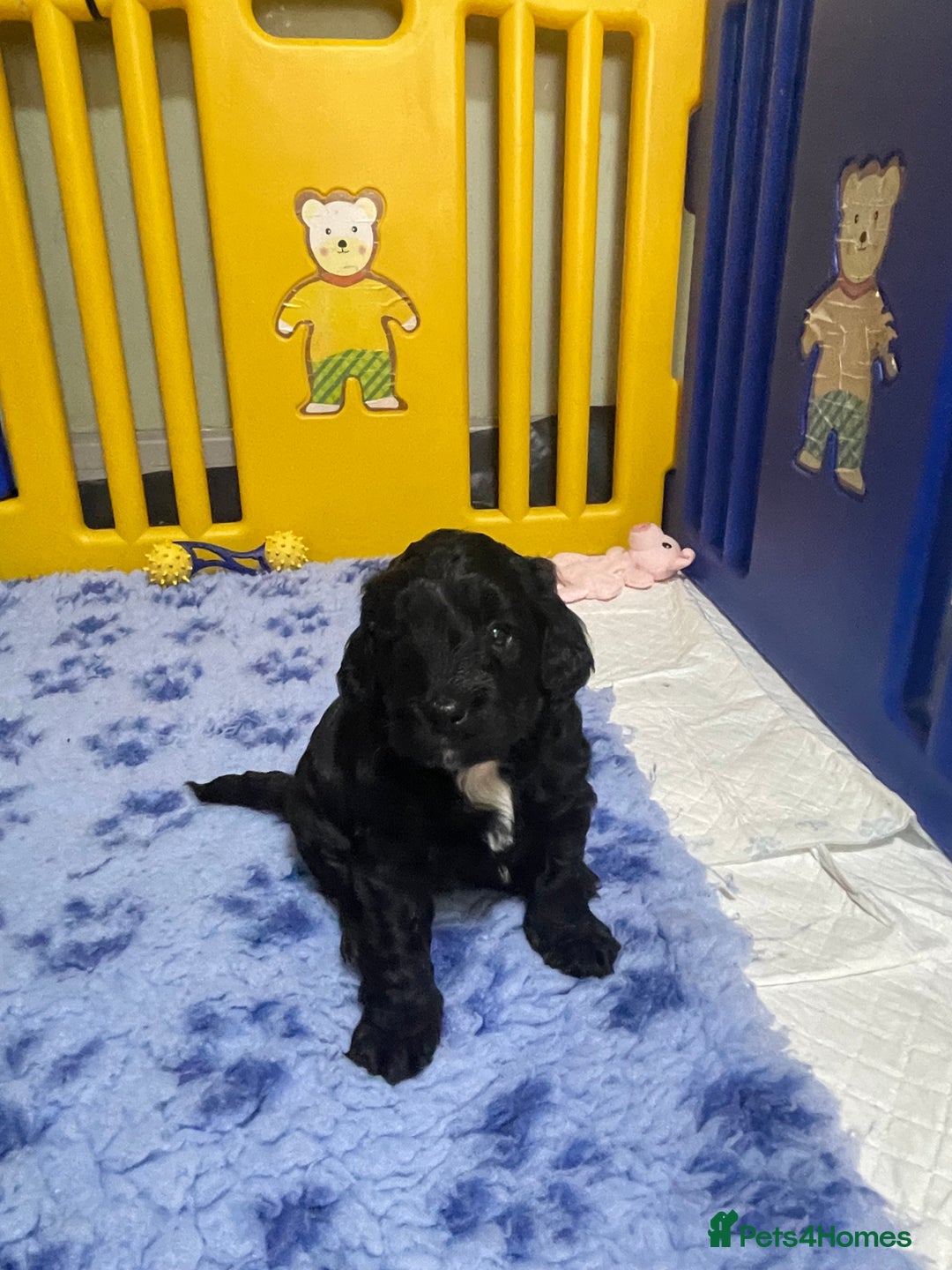 Sproodle dogs for sale: F1 Miniature Sproodles from Health Tested Parents. - Image 8