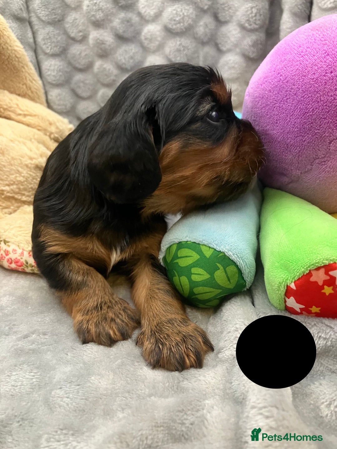 Cavalier King Charles Spaniel dogs for sale: KC Registered Puppies from Health Tested Parents  - Image 8