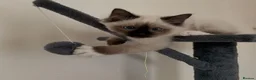 Siamese cats for sale: The Crown Jewels of Companionship-Siamese Kittens in Norwich - Advert 9