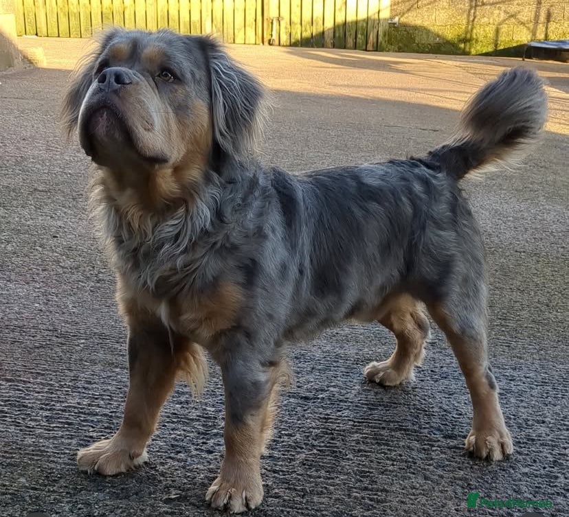 Olde English Bulldogge dogs Olde english bulldogge mammoth  - Advert 1