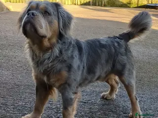 Olde English Bulldogge dogs Olde english bulldogge mammoth - Advert 1