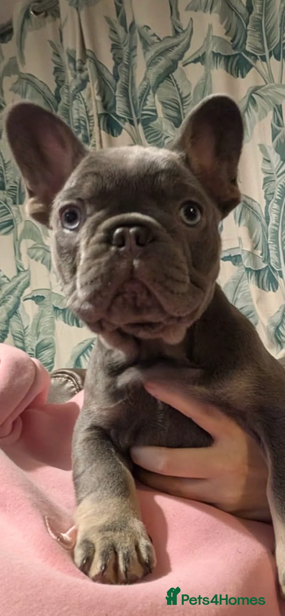 French Bulldog dogs for sale: Health tested kc reg blue/tan lilac tan puppies - Advert 4