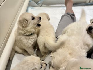 White Swiss Shepherd dogs Beautiful white Swiss shepherd - Advert 2