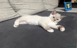 Ragdoll cats for sale: Ragdoll kitten  - Advert 6