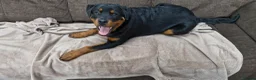 Rottweiler dogs for sale: Rottweiler puppy  in Aberdare - Advert 1