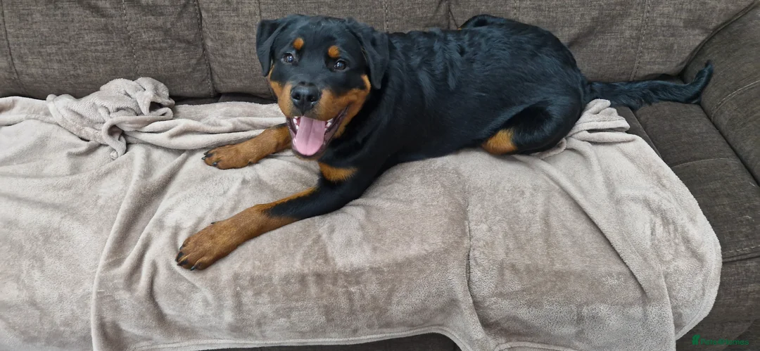 Rottweiler dogs for sale: Rottweiler puppy  in Aberdare - Advert 1