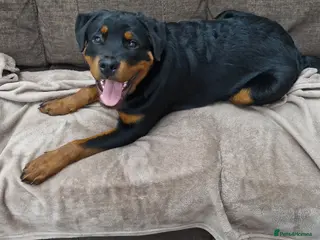 Rottweiler dogs Rottweiler puppy - Advert 4