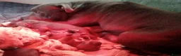 Staffordshire Bull Terrier dogs for sale: Blue Staffordshire bull terriers  - Advert 2