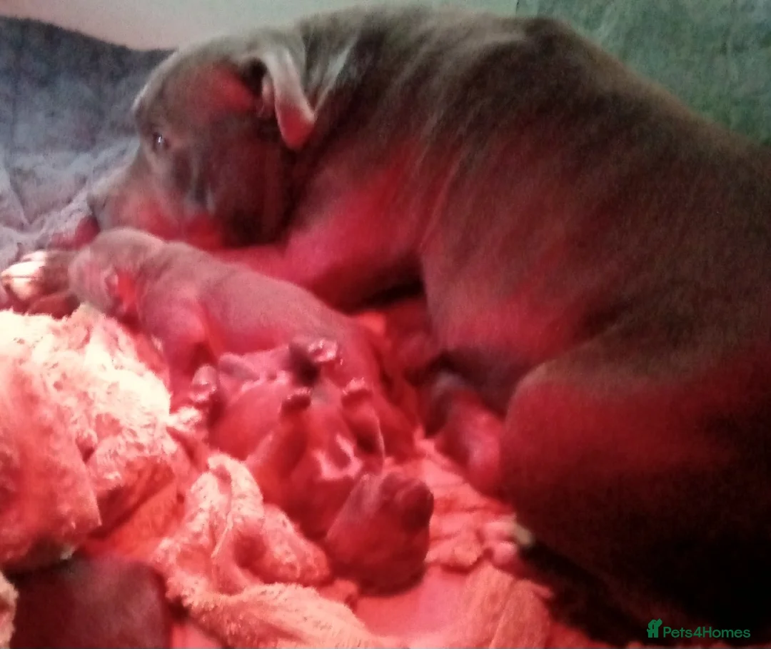 Staffordshire Bull Terrier dogs for sale: Blue Staffordshire bull terriers  - Advert 2
