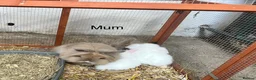 Angora rabbits for sale: Baby Teddy Widder rabbits for sale - Advert 7