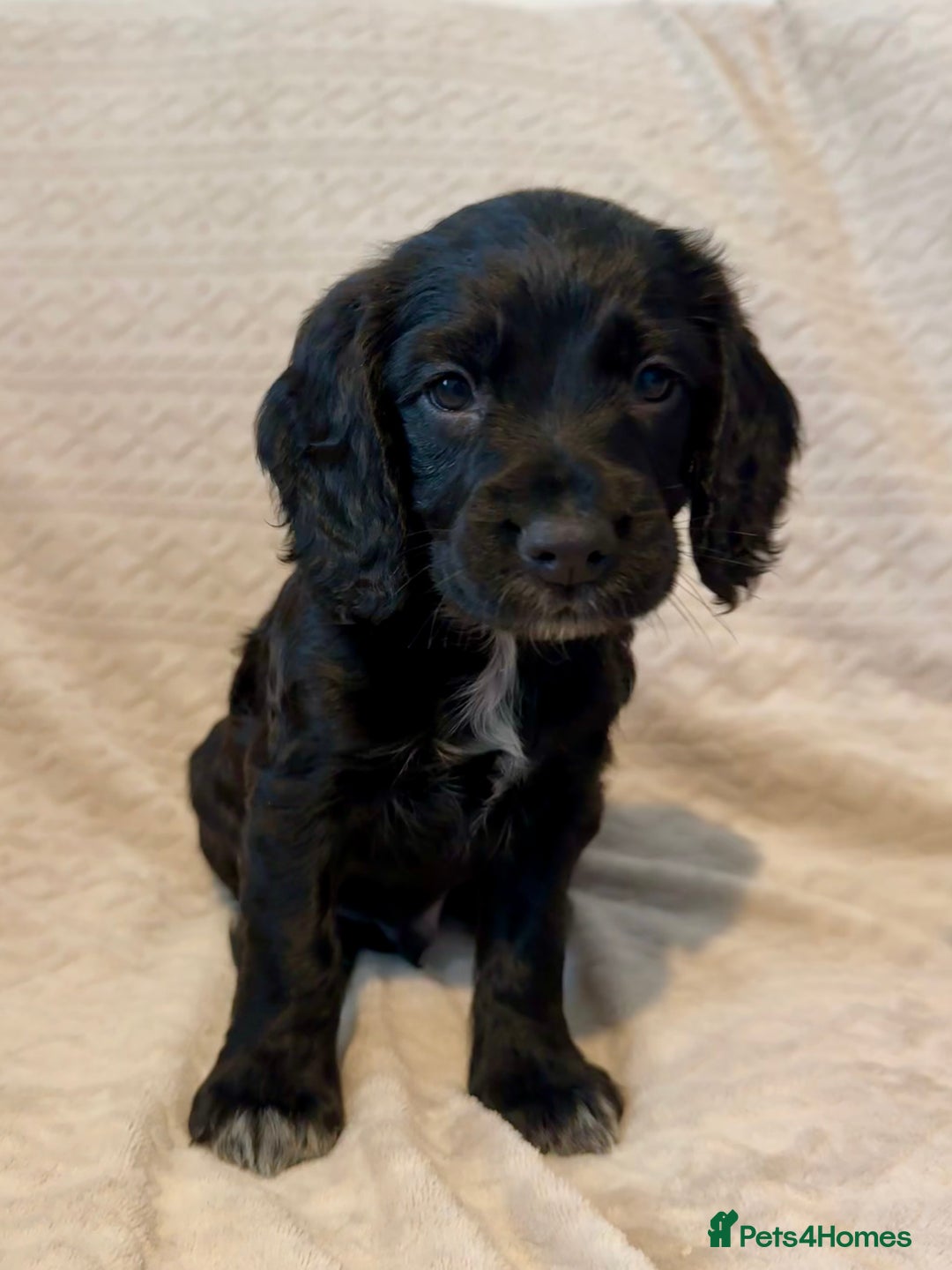 Cocker Spaniel dogs for sale: Last red girl left ready to leave now - Advert 14