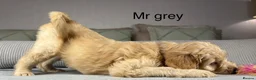 Goldendoodle dogs for sale: BEAUTIFUL HEALTHY CHUNKY PUPPIES  - Advert 17