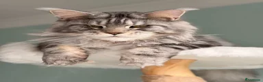 Classic silver tabby 