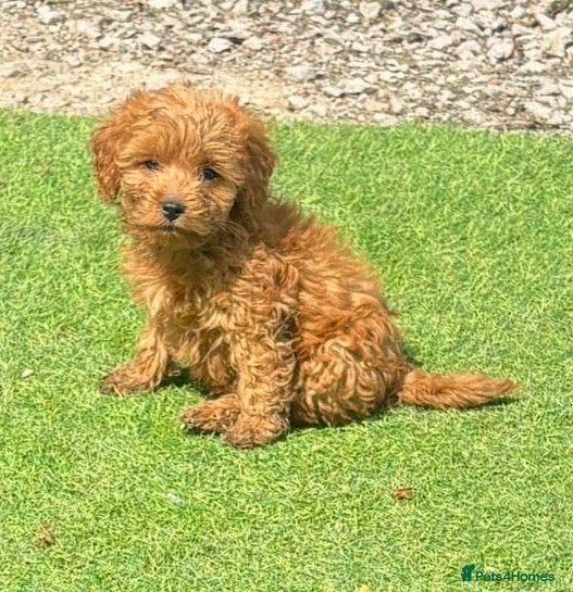 Cockapoo dogs Cockapoo puppies for sale - Advert 9