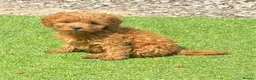 Cockapoo dogs for sale: Cockapoo puppies for sale - Advert 4