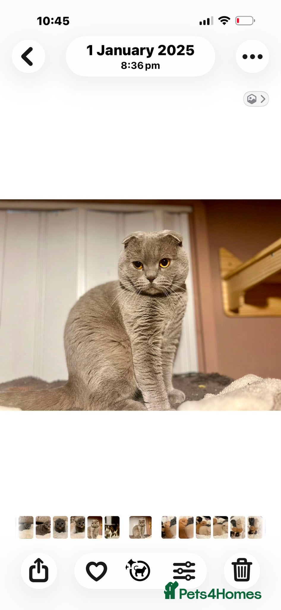 Scottish Fold cats Stunning Scottish fold cat  - Advert 1