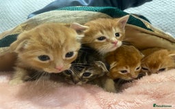 Scottish Fold cats for sale: Scottish fold/straight kittens  - Image 30