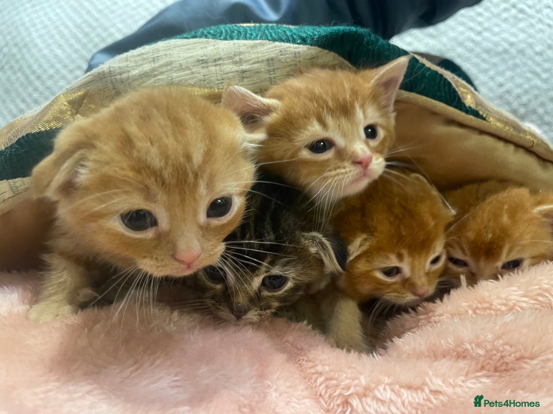 Scottish Fold cats for sale: Scottish fold/straight kittens  - Image 30