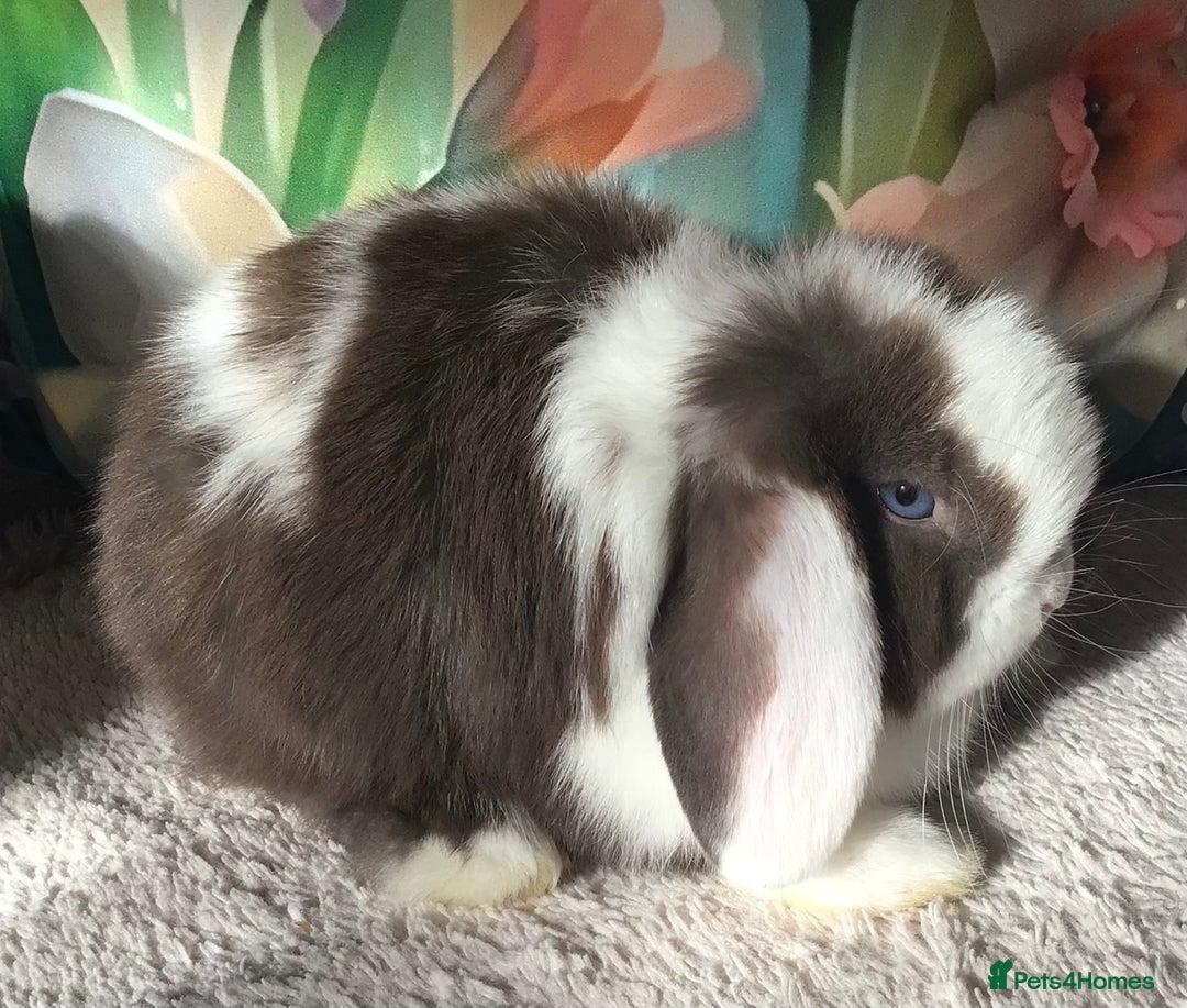 Mini Lop rabbits for sale: Mini lop buck - Image 5