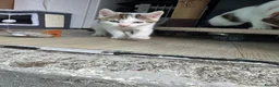Mixed Breed cats for sale: 1 beautiful boy left  - Advert 6