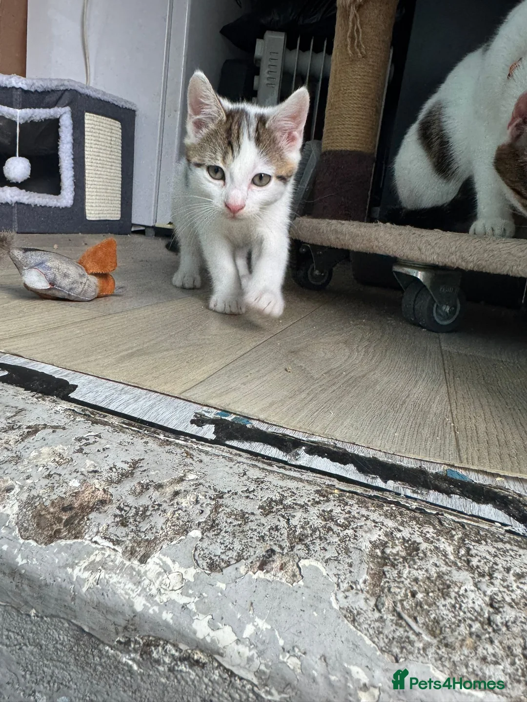 Mixed Breed cats for sale: 1 beautiful boy left  - Advert 6