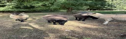 Sheep livestock for sale: Beautiful 2 Lamb ewe  - Advert 6