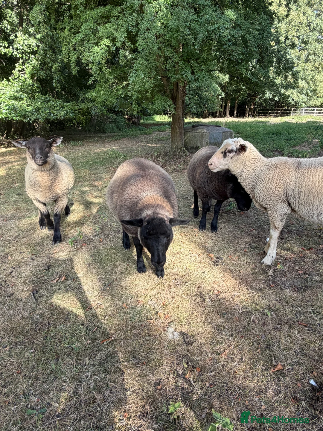 Sheep livestock for sale: Beautiful 2 Lamb ewe  - Advert 6