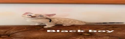 Bengal cats for sale: Beautiful Snow Bengals - Advert 6