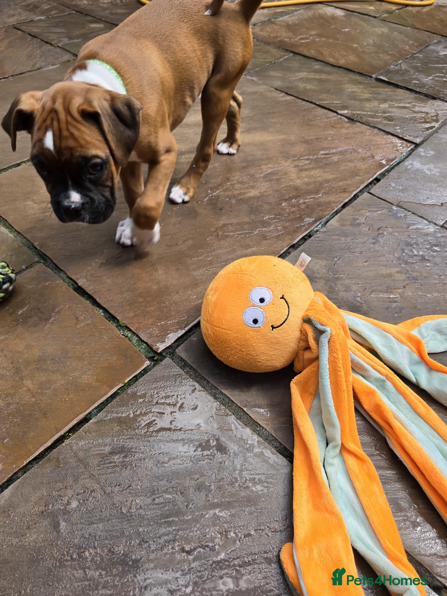 Boxer dogs Stunning boxer puppies - Advert 2